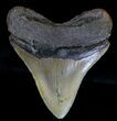 Serrated Megalodon Tooth - North Carolina #18402-2